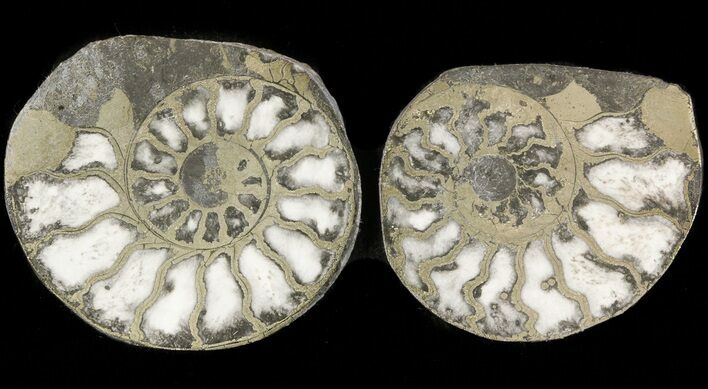 Pyritized Ammonite Fossil Pair #48070